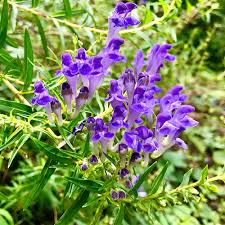Chinese Skullcap Blumensamen zur Aussaat – Garten beliebt – Traditionssorte & ohne Gentechnik Samen Hausgarten