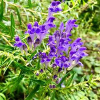 Chinese Skullcap Blumensamen zur Aussaat – Garten beliebt – Traditionssorte & ohne Gentechnik Samen Hausgarten