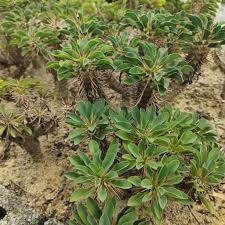 Grün Euphorbia Duranii Blumensamen zur Aussaat – kompakt Wuchs – Traditionssorte & ohne Gentechnik Samen Hausgarten