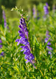 Chinese Skullcap Blumensamen zur Aussaat – Garten beliebt – Traditionssorte & ohne Gentechnik Samen Hausgarten