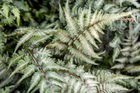Japanese Painted Fern Blumensamen zur Aussaat – farbenfroh Schau – Traditionssorte & ohne Gentechnik Samen Hausgarten