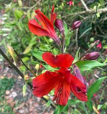 Graines de fleurs rouges d’Alstroemeria psittacina à semer – indispensables pour le jardin de campagne – variété traditionnelle et sans OGM, graines pour jardin familial