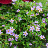 Bacopa Blutopia Blumensamen zur Aussaat – hochwertige Qualitäts- – Traditionssorte & ohne Gentechnik Samen Hausgarten