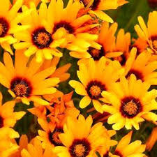 Orange Anthemoides Blumensamen zur Aussaat – farbenfroh Schau – Traditionssorte & ohne Gentechnik Samen Hausgarten
