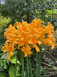 Orange Higanbana Blumensamen zur Aussaat saisonal Dauerblüher Traditionssorte & ohne Gentechnik Samen Hausgarten