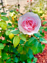 Rose Germany Rose Blumensamen zur Aussaat ideal Rabatten Traditionssorte & ohne Gentechnik Samen Hausgarten