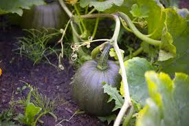 Schwarz Pumpkin Samen zum Pflanzen: Grow Your Own Gemüse Harvest