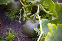 Schwarz Pumpkin Samen zum Pflanzen: Grow Your Own Gemüse Harvest