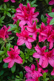 Azalee Rosa Rhododendron Blumensamen zur Aussaat sonnenliebend Traditionssorte & ohne Gentechnik Samen Hausgarten