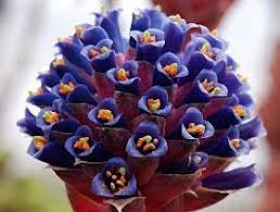 Violett Puya Santosii Samen zur Aussaat Traditionssorte ohne Gentechnik Keimung biologisch Garten Samen
