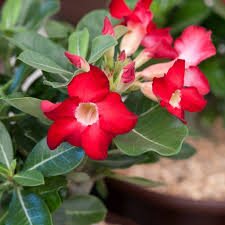 Rot Wüstenrose Obesum Blumensamen zur Aussaat kompakt Wuchs Traditionssorte & ohne Gentechnik Samen Hausgarten