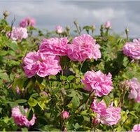 zart Rosa Rose Blumensamen zur Aussaat lang Blüte Saison Traditionssorte & ohne Gentechnik Samen Hausgarten
