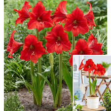 tief Rot Ritterstern Blumensamen hochwertige Qualitäts- Traditionssorte & ohne Gentechnik Samen Hausgarten
