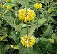 Jerusalem Sage Gelb Blumensamen zur Aussaat – Drought verträglich – Traditionssorte & ohne Gentechnik Samen Hausgarten