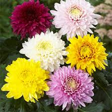 Chrysantheme Blumensamen zur Aussaat – Bestäuber freundlich – Traditionssorte & ohne Gentechnik Samen Hausgarten