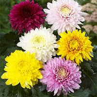 Chrysantheme Blumensamen zur Aussaat – Bestäuber freundlich – Traditionssorte & ohne Gentechnik Samen Hausgarten