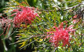Rot Grevillea Robusta Blumensamen zur Aussaat Schnitt Blume beliebt Traditionssorte & ohne Gentechnik Samen Hausgarten