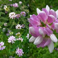 hell Rosa Wicke Blumensamen zur Aussaat Bestäuber freundlich Traditionssorte & ohne Gentechnik Samen Hausgarten