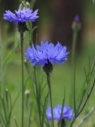 Blau Lignum Vitae Blumensamen zur Aussaat – Wildblume Mischung – Traditionssorte & ohne Gentechnik Samen Hausgarten