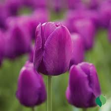 Lila Tulpe Blumensamen Garten Garten beliebt Traditionssorte & ohne Gentechnik Samen Hausgarten