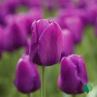 Lila Tulpe Blumensamen Garten Garten beliebt Traditionssorte & ohne Gentechnik Samen Hausgarten