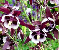Lila Weiß William Guiness Blumensamen zur Aussaat – kompakt Wuchs – Traditionssorte & ohne Gentechnik Samen Hausgarten