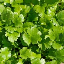 Green Santo Cilantro Gemüse Planting Samen