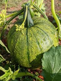 Schwarz Pumpkin Samen zum Pflanzen: Grow Your Own Gemüse Harvest