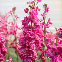 klein Rosa Levkoje Incana Samen Blumensamen zur Aussaat hochwertige Qualitäts- Traditionssorte & ohne Gentechnik Samen Hausgarten