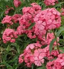 Rosa Garofano caryophyllus semi di fiori da seminare – ideale per le bordure – varietà tradizionale e semi senza OGM per il giardino domestico