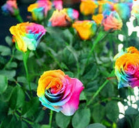 Braun Rainbow Potted Rose Blumensamen zur Aussaat Bestäuber freundlich Traditionssorte & ohne Gentechnik Samen Hausgarten