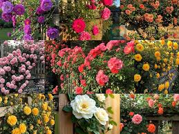 mehrfarbig kletternd Rose Blumensamen zur Aussaat Garten beliebt Traditionssorte & ohne Gentechnik Samen Hausgarten