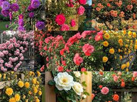 mehrfarbig kletternd Rose Blumensamen zur Aussaat Garten beliebt Traditionssorte & ohne Gentechnik Samen Hausgarten
