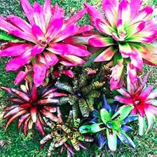 Rosa Bromeliad Tillandsia Bulbosa Blumensamen zur Aussaat – saisonal Dauerblüher – Traditionssorte & ohne Gentechnik Samen Hausgarten