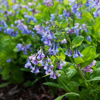 Mertensia Maritima Blumensamen zur Aussaat – ideal Rabatten – Traditionssorte & ohne Gentechnik Samen Hausgarten