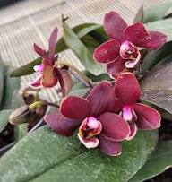 Rot Cymbidium Blumensamen zur Aussaat – Drought verträglich – Traditionssorte & ohne Gentechnik Samen Hausgarten