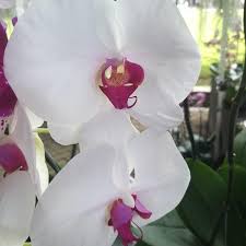 Weiß Rosa Schmetterlingsorchidee Orchidee Samen zur Aussaat farbenfroh Schau Traditionssorte & ohne Gentechnik Samen Hausgarten
