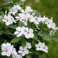 Polka Dot Immergrün Blumensamen zur Aussaat – Wildblume Mischung – Traditionssorte & ohne Gentechnik Samen Hausgarten