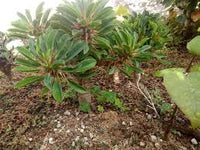Grün Euphorbia Duranii Blumensamen zur Aussaat – kompakt Wuchs – Traditionssorte & ohne Gentechnik Samen Hausgarten