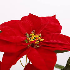 Weihnachtsstern Blumensamen zur Aussaat – leuchtend Blüten – Traditionssorte & ohne Gentechnik Samen Hausgarten