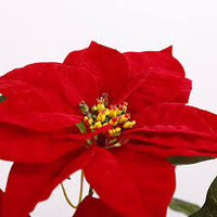 Weihnachtsstern Blumensamen zur Aussaat – leuchtend Blüten – Traditionssorte & ohne Gentechnik Samen Hausgarten