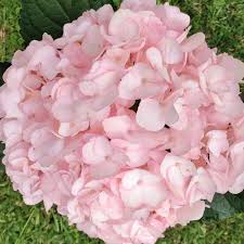 Weiß Rosa Hortensie Samen Blumensamen zur Aussaat – sonnenliebend – Traditionssorte & ohne Gentechnik Samen Hausgarten