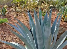 Blau Maguey Aloe Blumensamen zur Aussaat – Anzucht – Traditionssorte & ohne Gentechnik Samen Hausgarten