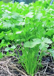 Green Santo Cilantro Gemüse Planting Samen