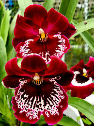 Kastanienrot Weiß Schmetterlingsorchidee Orchidee Blumensamen zur Aussaat – Landhaus Garten wichtig – Traditionssorte & ohne Gentechnik Samen Hausgarten