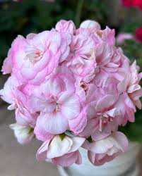 Violett Rosa Geranie Blumensamen zur Aussaat lang Blüte Saison Traditionssorte & ohne Gentechnik Samen Hausgarten