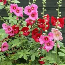 Gemischt Stockrose Blumensamen zur Aussaat – Garten beliebt – Traditionssorte & ohne Gentechnik Samen Hausgarten