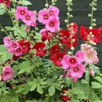 Gemischt Stockrose Blumensamen zur Aussaat – Garten beliebt – Traditionssorte & ohne Gentechnik Samen Hausgarten