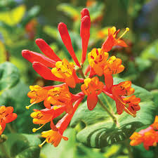 Lonicera Sempervirens Blumensamen zur Aussaat – leuchtend – Traditionssorte & ohne Gentechnik Samen Hausgarten