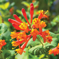 Lonicera Sempervirens Blumensamen zur Aussaat – leuchtend – Traditionssorte & ohne Gentechnik Samen Hausgarten